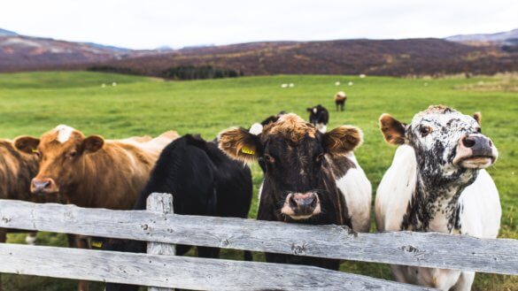 abb.-6-eine-solche-farm-ist-ok-–-eine-link-farm-ist-es-nicht-©-unsplash-tim-wright